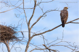 Gaviao-Rei_3665.JPG