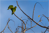 Periquito_3384.JPG