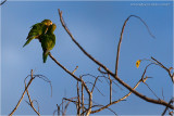 Periquito_3387.JPG