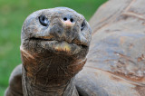 Giant Tortoise 1