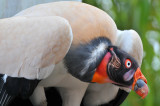 King Vulture 2