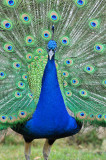 Peacock 2