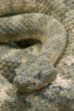 Tiger Rattlesnake 2