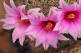 Mamillaria Blossoms 6