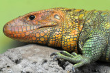 Caiman Lizard