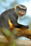 Golden Bellied Mangabey 2