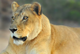 Lioness 5