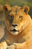 Lioness 7