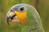 Parrot 1