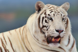 White Tiger 2