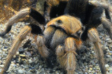 Tarantula - Female