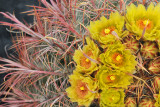 Barrel Cactus Blossoms 2