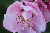 AZ - Cherry Blossom 2