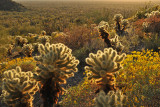 AZ - Organ Pipe NM Late Light 11