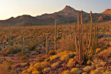 Organ Pipe NM Late Light 2