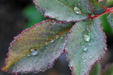 CA - Santa Barbara Rose Leaves Dew Drops