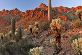 Saguaro NP 3