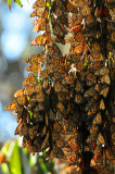 Monarch Butterfly Cluster 1.jpg