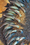 Sea Anemone 1.jpg