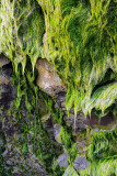 Santa Barbara - Leadbetter Beach Mossy Cliff Detail