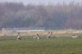 Taiga bean goose | 22-2-2011 - Wassenaar