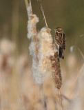 Rietgors / Reed Bunting
