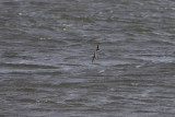 Woestijnplevier / Greater Sand Plover