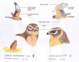 Montagus Harrier an Pallid Harrier