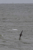 Grauwe pijlstormvogel / Sooty Shearwater