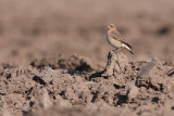 Tapuit / Northern Wheatear