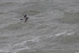 Rosse franjepoot / Red Phalarope