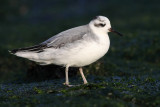 Rosse franjepoot / Red Phalarope