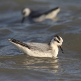 Rosse franjepoot / Red Phalarope