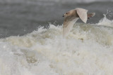 Kleine burgemeester / Iceland Gull