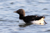 Kortbekzeekoet / Brnnichs Guillemot