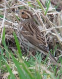 Dwerggors / Little bunting