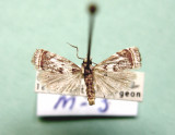 M not ID-66.jpg Microcrambus elegans 5420