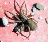 Trochosa terricola female - Wolf Spider