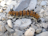 931424 (9203) Acronicta dactylina - Caterpillar
