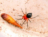 Hypselistes florens Spider - Dwarf Spiders (Erigoninae)