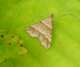 930487 (8338) Phalaenophana pyramusalis