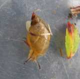 Slug/ Limace sp. NS maybe Novisuccinea ovalis (oval ambersnail)
