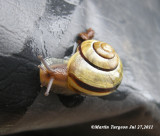 Cepaea hortensis (white-lipped snail)