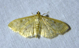 Herpetogramma moth micro Light