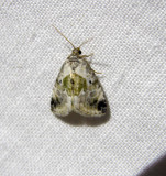 931295 (9049) Maliattha synochitis