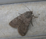 933405 Euxoa comosa Ontario