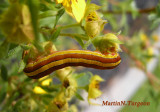932877 (10295) Melanchra assimilis larva