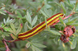 932877 (10295) Melanchra assimilis larva