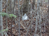 Lepus americanus - Snowshoe  Hare - Lievre dAmerique