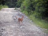 Odocoileus virginianus - White-tailed Deer - Cerf de Virginie